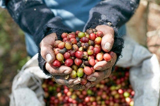 A Guide To Coffee Varietals