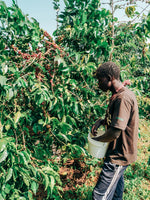 Kericho County AA — Kenyan Decaf