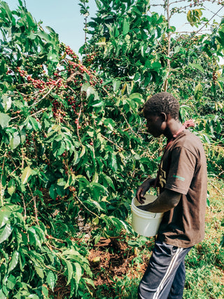 Kericho County AA — Kenyan Decaf