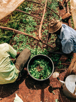 Kericho County AA — Kenyan Decaf